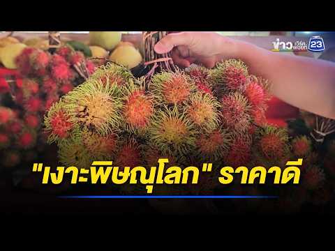เงาะพิษณุโลกผลผลิตน้อย แต่ราคาดี l ตลาดข่าว - ข่าวเช้าเวิร์คพอยท์ l 29 พ.ค.69 thumbnail