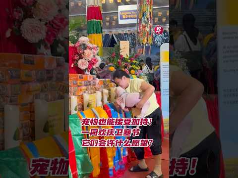 仓鼠、飞禽、猫狗也能接受加持祝福！来看卫塞节的宠物祈福仪式，主人与毛孩子都许下了什么愿望？ #zaobaosg #sgnews #singapore #新加坡 #新加坡新闻 thumbnail