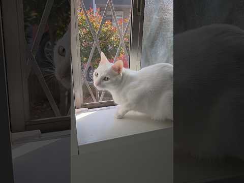 今のシロ。　 #保護猫 #猫のいる暮らし #猫 thumbnail