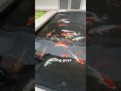 Gak tega lihatnya #koi #koifish @platinumadisentosa thumbnail