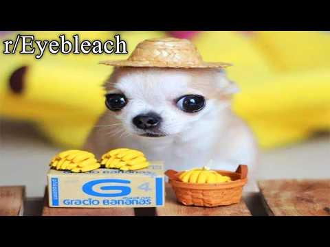 an hour long break from the world (r/eyebleach) thumbnail