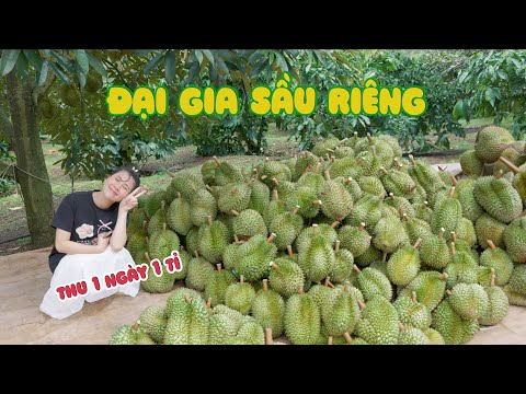 Thu Hoạch Vườn Sầu Riêng Tiền Tỉ Cùng Chị Hồng Thơ thumbnail