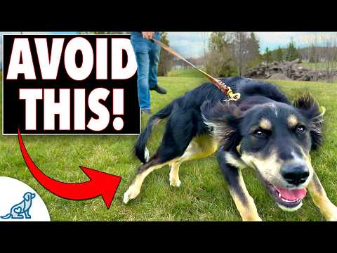 Leash Pulling Isn't the Problem - Your Walking Style Is thumbnail