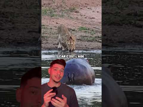 Une histoire tragique ? #animaux #hippopotamus #nature #histoire thumbnail