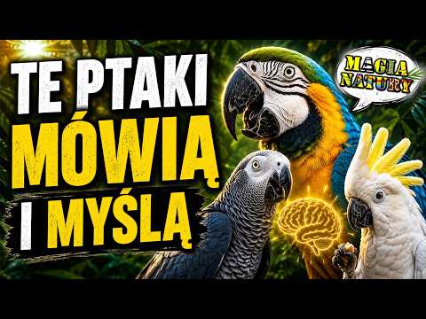 Genialne PAPUGI - Mówią, Myślą... Niszczą Samochody thumbnail