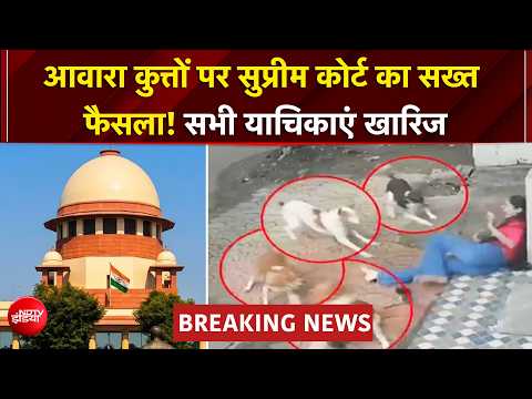 Supreme Court On Stray Dogs: कुत्तों के काटने की घटनाओं को अनदेखा नहीं कर सकते..सुप्रीम कोर्ट सख्त thumbnail