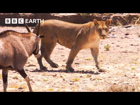 Nature's Deadliest Animal Showdowns | 1 Hour |  BBC Earth thumbnail