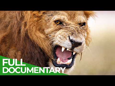 Survive the Wild: Nature’s Ultimate Battle | Full Series | Free Documentary Nature thumbnail