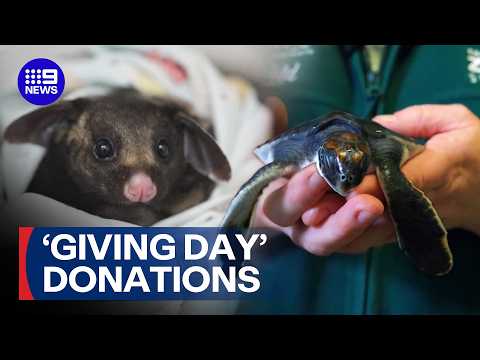 New medical facility for treating Australian wildlife to open | 9 News Australia thumbnail