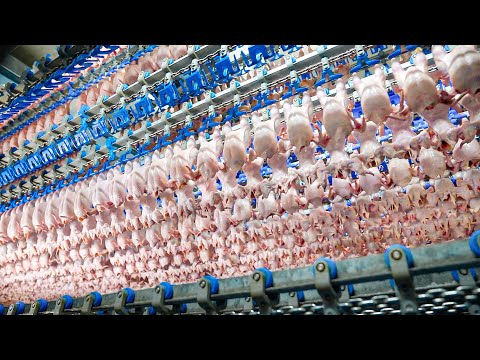 Incredible Scale! Mass Production Process in Taiwan Food Factory Best 5 / 台灣食品量產工廠 Top 5 thumbnail