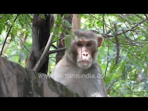 Rhesus Macaque resting among Neem trees thumbnail