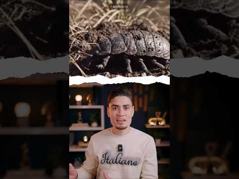 تعرف الكائن ده؟ شوف فيه كم اعجاز! thumbnail