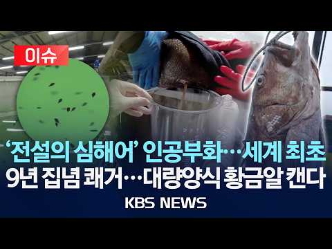 [이슈] '전설의 심해어' 돗돔…세계 최초 인공부화 성공/2026년 6월 3일(수)/KBS thumbnail