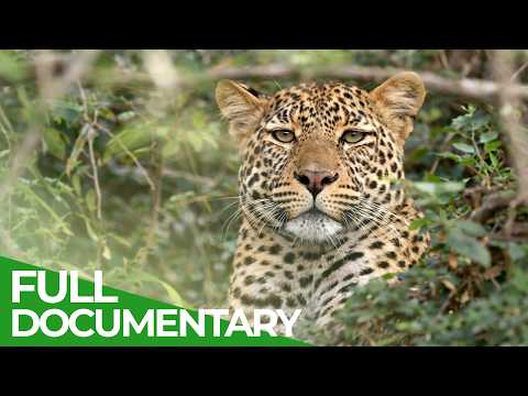 Wild Cats of Kenya: Predators of the Savannah | Free Documentary Nature thumbnail