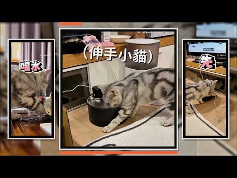 貓咪喝水時一定要伸手手XD！ thumbnail