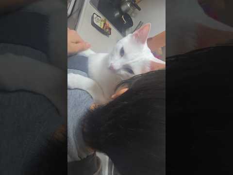 今のシロ。　 #保護猫 #猫のいる暮らし #猫 thumbnail