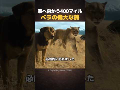 家へ向かう400マイル、ベラの偉大な旅 thumbnail