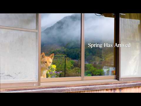What Early Spring Was Like This Year in the Japanese Countryside thumbnail