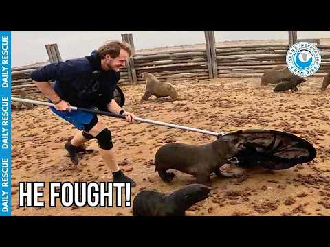 Trapped & Terrified: A Heartbreaking Cape Cross Rescue thumbnail