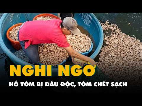 Hồ tôm nghi bị đầu độc chết sạch, công an vào cuộc điều tra 8 túi đất đèn dưới đáy hồ thumbnail