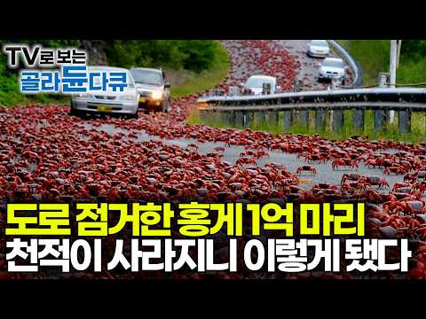 천적이 사라지고 기후 조건이 딱 맞자 이렇게 됐다. 홍게 1억 2천 마리에게 잠식당한 섬을 찾아가봤더니｜다큐프라임｜#골라듄다큐 thumbnail