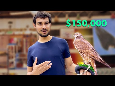 The Million Dollar Birds of Qatar! thumbnail