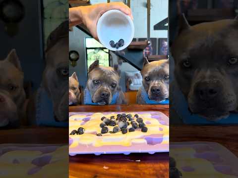 Picolé de Frutas para Meus American Bullys 🐾🐾💙💙💙 thumbnail