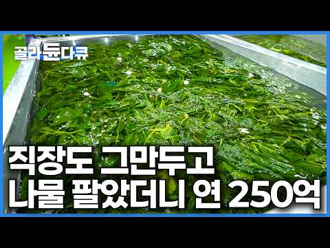 어머니 도와드리려고 직장도 그만두고 나물 캤더니｜연매출 250억 공장까지 차린 여자｜한국기행｜#골라듄다큐 thumbnail