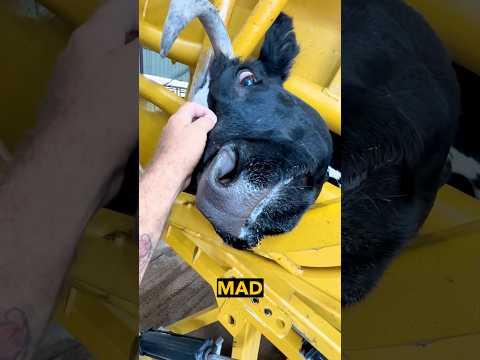 Mad Cow Needs Emotional Support thumbnail