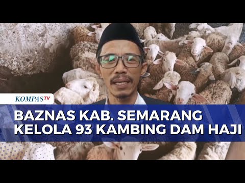 Perdana, Baznas Kabupaten Semarang Kelola Penyembelihan 93 Ekor Kambing Dam Haji Jemaah thumbnail