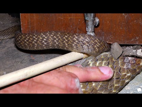 बहुत ही बुरी हालत में दरवाजे में फँसा था बेज़ुबान जीव, फिर कैसे बचाया गया!? Snake Rescue operation thumbnail