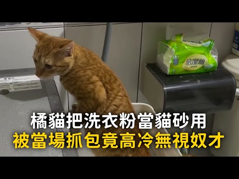 橘貓把洗衣粉當貓砂用　被當場抓包竟高冷無視奴才 thumbnail
