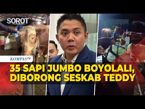 Seskab Teddy Borong 35 Sapi Jumbo Asal Peternak Boyolali untuk Kurban Iduladha thumbnail