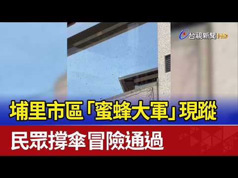 埔里市區「蜜蜂大軍」現蹤 民眾撐傘冒險通過 thumbnail