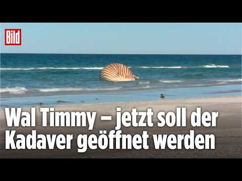 DÄNEMARK: Forscher wollen Timmys Todesursache klären thumbnail