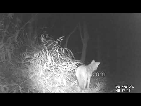 Camera trap video of an Indian muntjac in Motidhar Mussoorie thumbnail