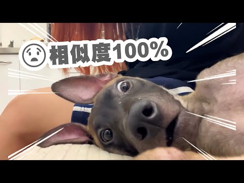 汪星人驚覺被偷拍！　嘴巴嚇成三角形超呆萌 thumbnail