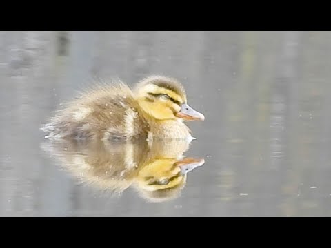 Duck Family 0603F🦆カモ親子🐤引っ越し悲劇、忘れられた雛が独りぼっち、捕食の仕草。襲われる母カモ、雛パニック| Wildlife Documentary thumbnail