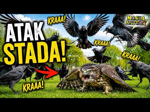 KAWKI - Ptasia Inteligencja Miast thumbnail