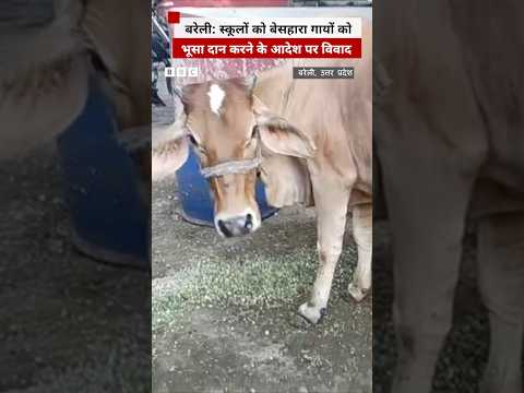 Bareilly में स्कूलों को बेसहारा गायों को भूसा दान करने के आदेश पर क्यों हुआ विवाद | (BBC Hindi) thumbnail