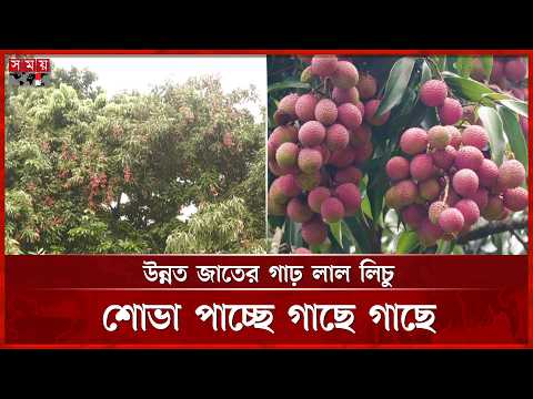মৌলভীবাজারের পাহাড়-টিলা ও সমতল ভূমিতে লিচুর বাম্পার ফলন | Lychee | Moulvibazar News | Somoy TV thumbnail