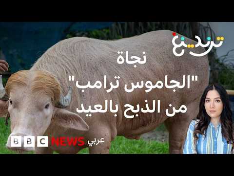 عيد الأضحى: كيف نجا جاموس يدعى "دونالد ترامب" من الأضحية؟ thumbnail