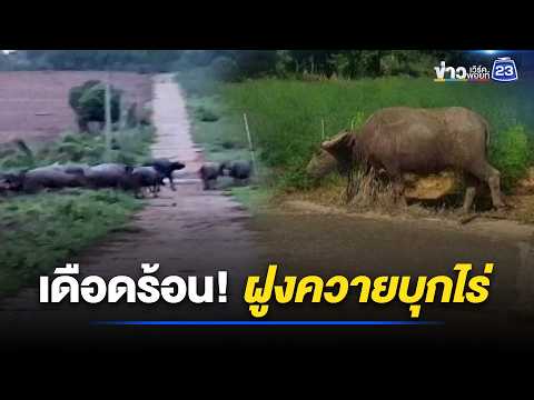 ชาวบ้านเดือดร้อน! ฝูงควายบุกไร่สวน l ตลาดข่าว - ข่าวเช้าเวิร์คพอยท์ l 1 มิ.ย.69 thumbnail