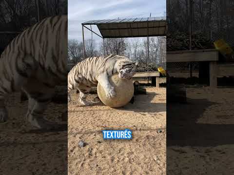 L’histoire de Kira notre tigre blanche #tigre #animaux #zoo  #BienÊtreAnimal #intelligenceanimale thumbnail