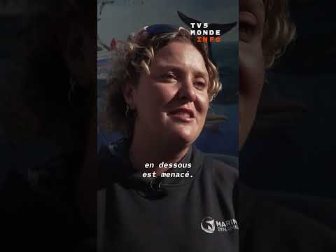 La disparition des requins blancs au Cap thumbnail