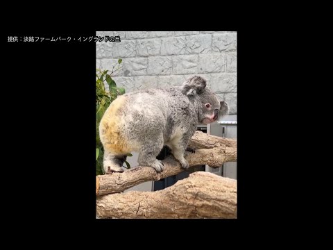 新たに仲間入りしたコアラ「こまち」の一般公開はじまる　「淡路ファームパーク・イングランドの丘」 thumbnail