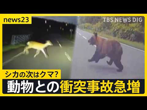 全国で相次ぐクマ出没…動物と車の衝突事故が続出　北海道のレンタカー店「動物に気を付けて」シカとの衝突事故で大破も　注意呼びかけ【news23】｜TBS NEWS DIG thumbnail