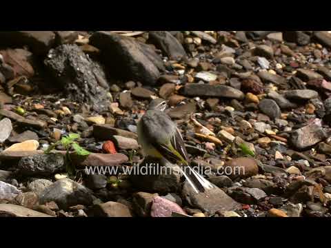 Grey Wagtail foraging in a mountain stream at Motidhar Mussoorie thumbnail