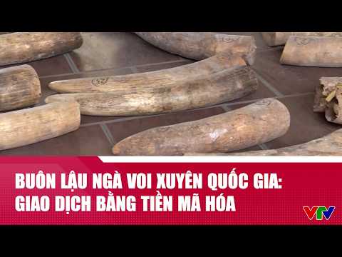 Thủ đoạn tinh vi của đường dây buôn lậu ngà voi xuyên quốc gia: Giao dịch bằng tiền mã hóa | VTV24 thumbnail