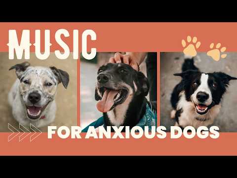 2 HOURS of Dog Relaxation Music 🦮 Soothing Song Collection for Sleepy Dogs thumbnail